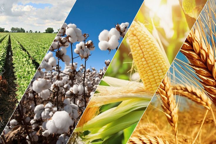 Banner of Agricultural Comodities